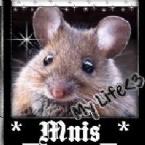 *_Muis_*