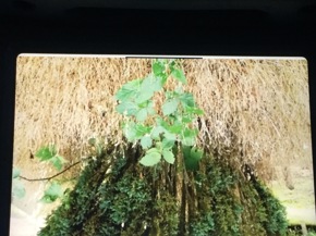 Profielfoto van Asih