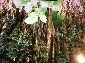 Profielfoto van Asih