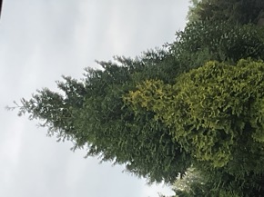 Profielfoto van Asih