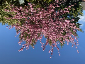 Profielfoto van Asih