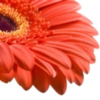 Profielfoto van flower83