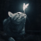 Profielfoto van SilentCry
