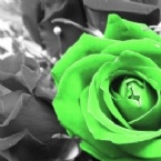 Profielfoto van RoseInnoce