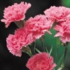 Profielfoto van Carnation