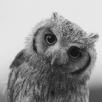 profielfoto van Strigiformes