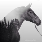 Profielfoto van horsegirl