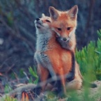 Profielfoto van LittleRedFox