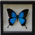 Profielfoto van vlindersDB