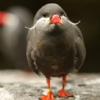 Profielfoto van 99007740